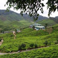 Cameron Highlands